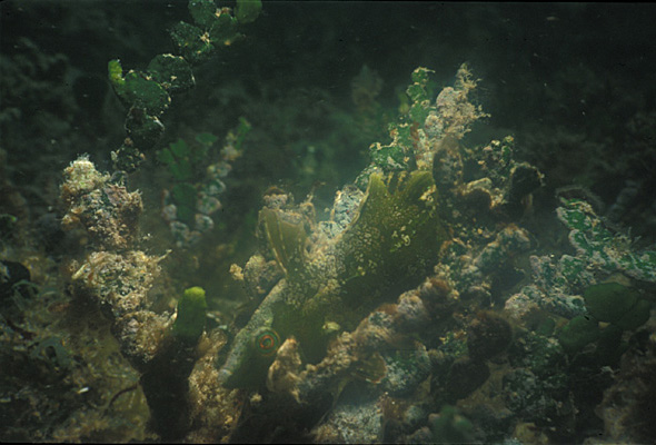 073003DL-Dwarfwrasse1a.jpg