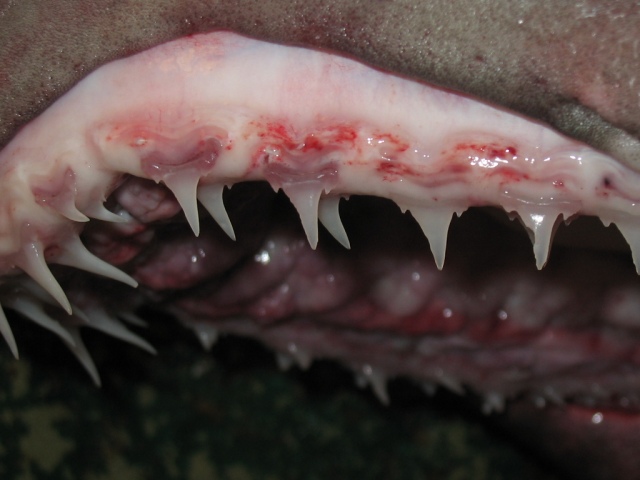 6508_upper_jaw.jpg