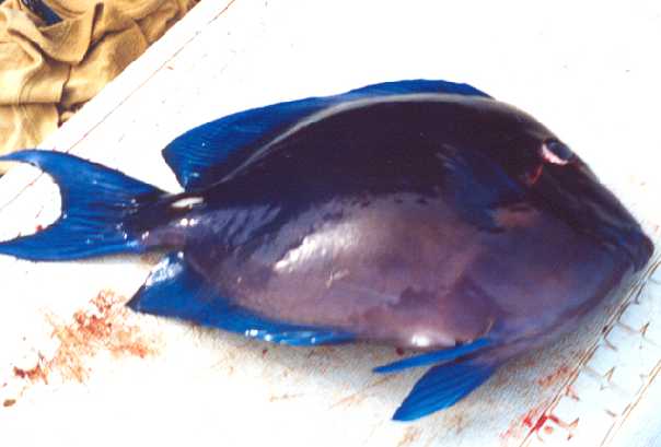 Acanthurus.jpg