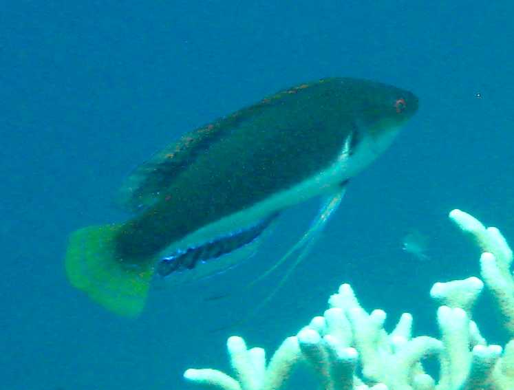 Beauperry_wrasse_2.jpg