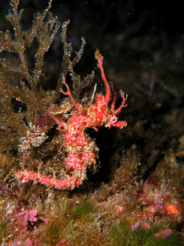 CoronatusSeahorse.jpg