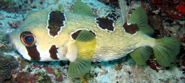 Diodon_Liturosus_Maldives2009_2.jpg