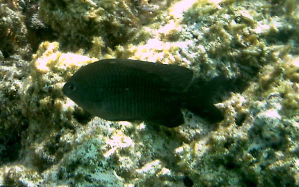 DuskyDamselfish.JPG