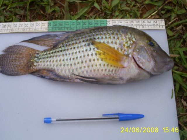 Geophagus_brasiliensis_2.JPG