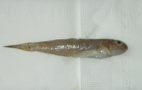 Lesueurigobius_Suerii.jpg