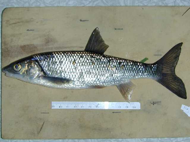 Leuciscus_leuciscus_burdigalensis.jpg