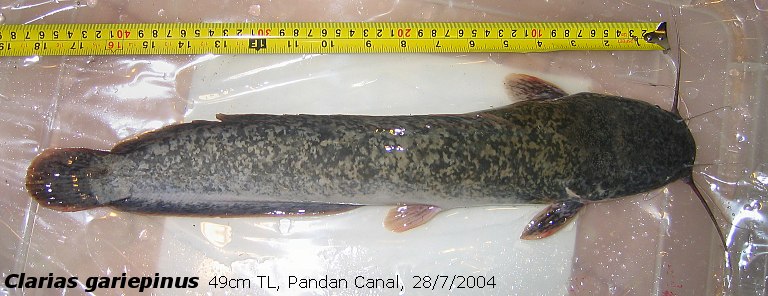 clarias1.jpg