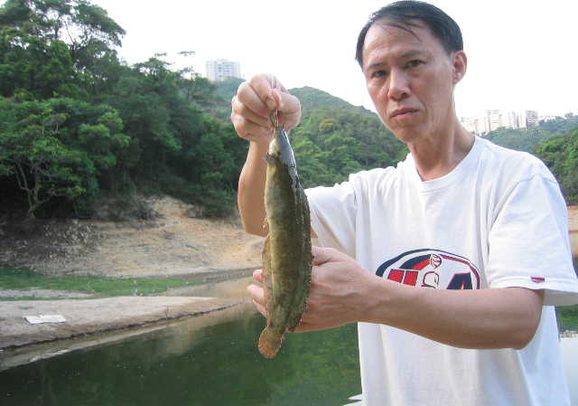 clarias_fuscus_02.JPG