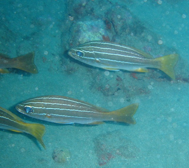 octolineatum-cabo-gata-2004-10-12.JPG