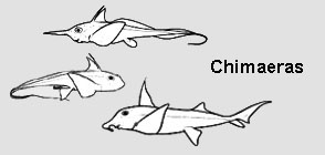 chimaeras