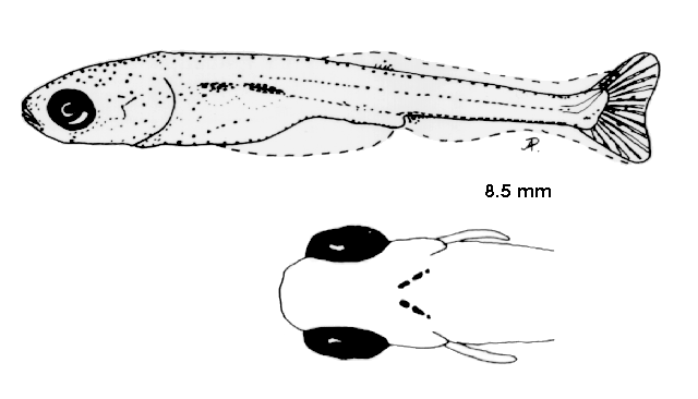 Abramis brama