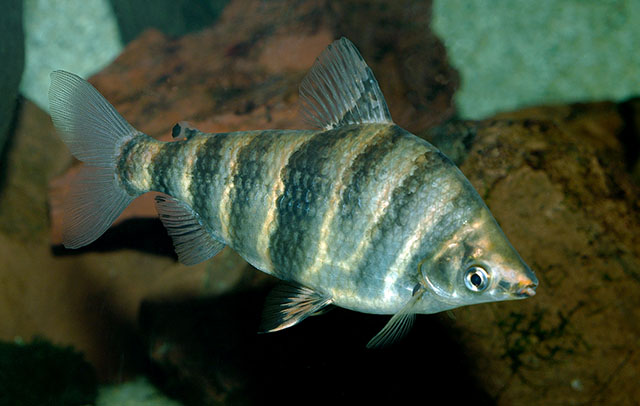 Abramites hypselonotus