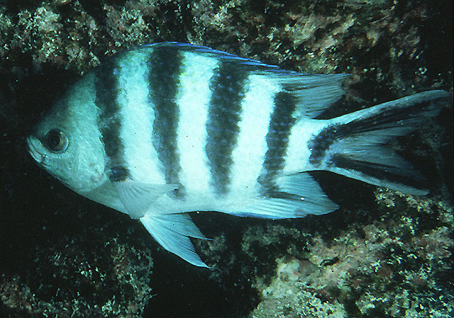 Abudefduf sexfasciatus