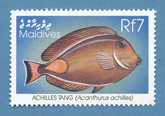 Acanthurus achilles