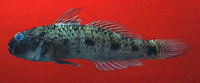 Acentrogobius audax