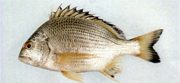 Acanthopagrus chinshira