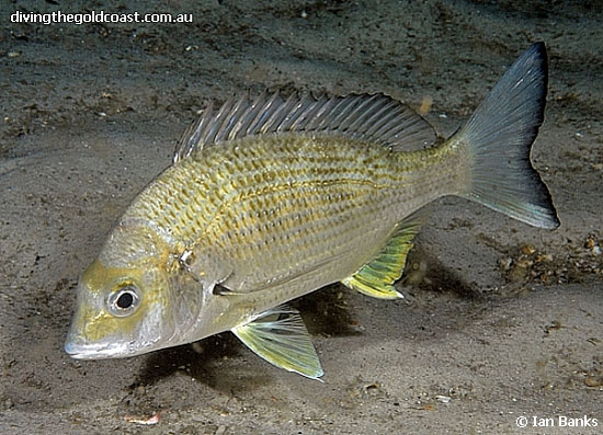 Acanthopagrus australis