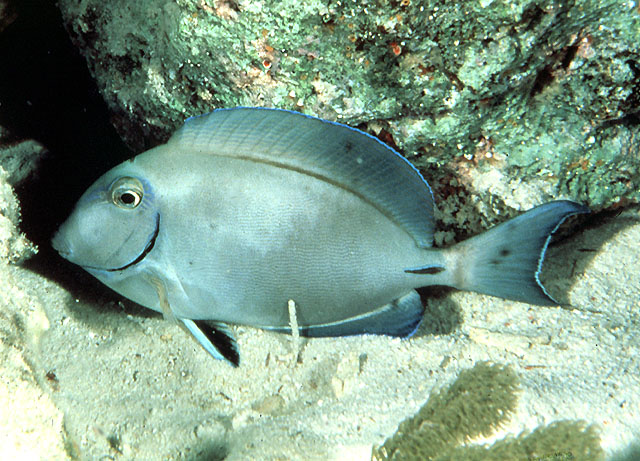 Acanthurus tractus