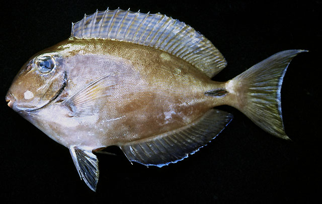 Acanthurus tractus