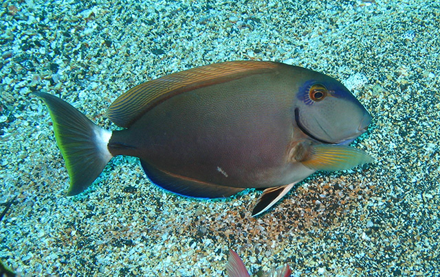 Acanthurus bahianus