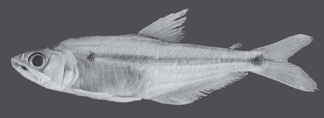 Acestrocephalus boehlkei