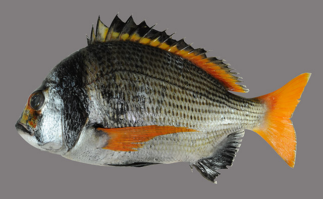 Acanthopagrus catenula