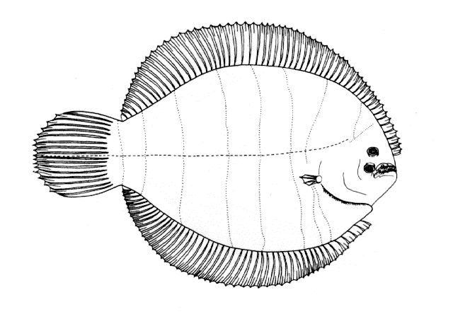 Achirus declivis