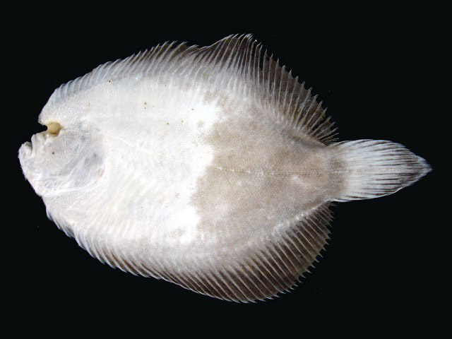 Achirus declivis