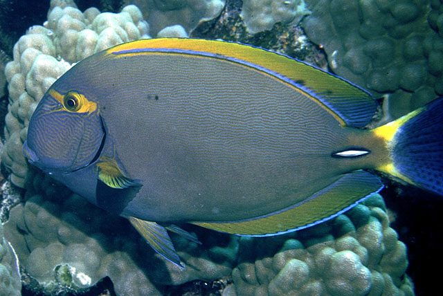 Acanthurus dussumieri