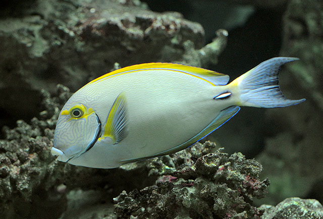 Acanthurus dussumieri