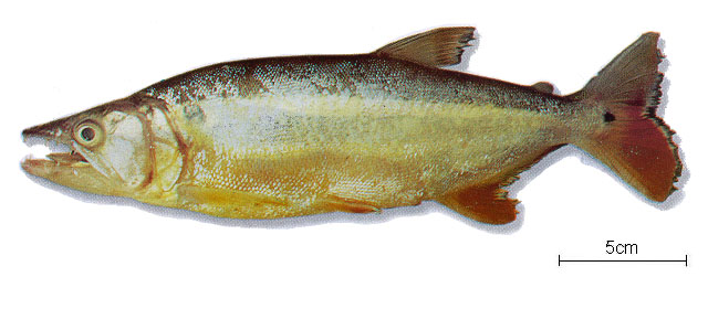 Acestrorhynchus falcatus