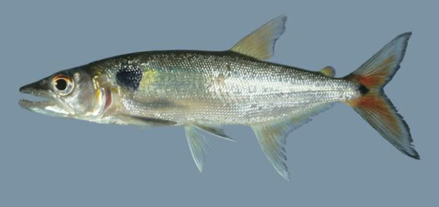 Acestrorhynchus falcatus