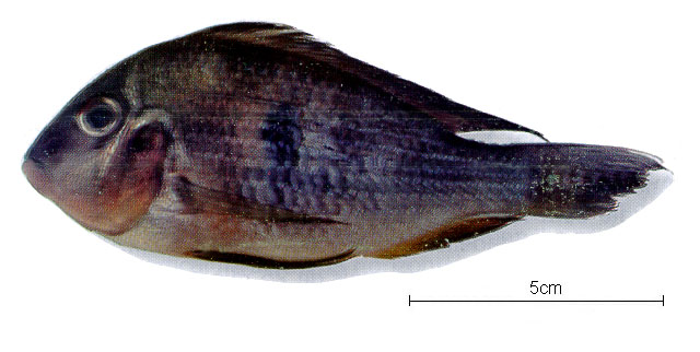 Acarichthys heckelii