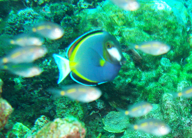 Acanthurus japonicus