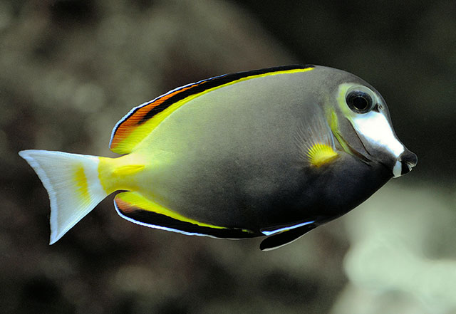 Acanthurus japonicus