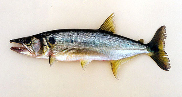 Acestrorhynchus lacustris