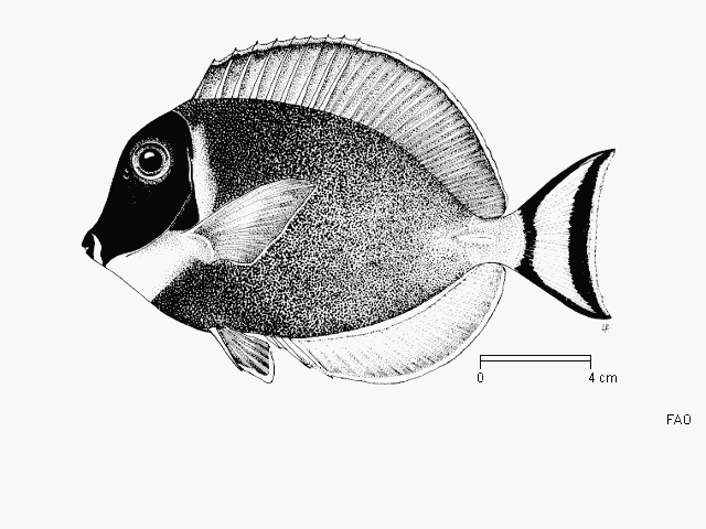 Acanthurus leucosternon