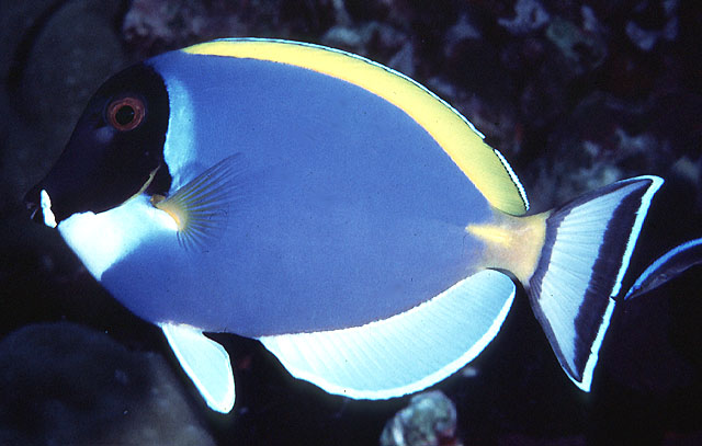 Acanthurus leucosternon