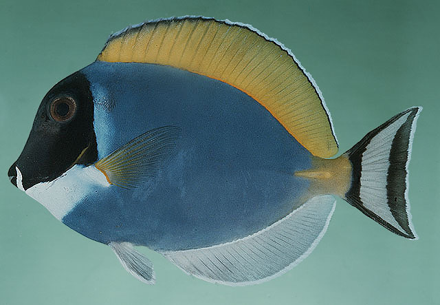 Acanthurus leucosternon