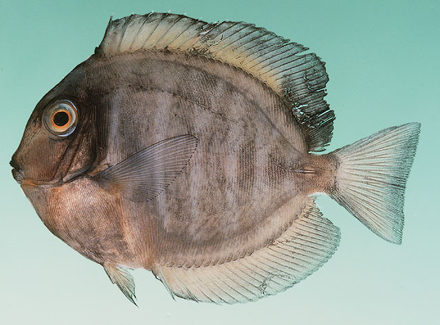 Acanthurus leucosternon