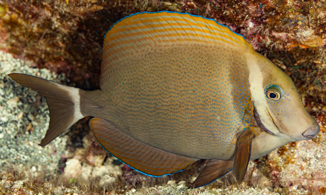 Acanthurus leucopareius