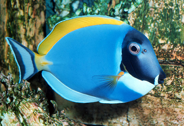 Acanthurus leucosternon