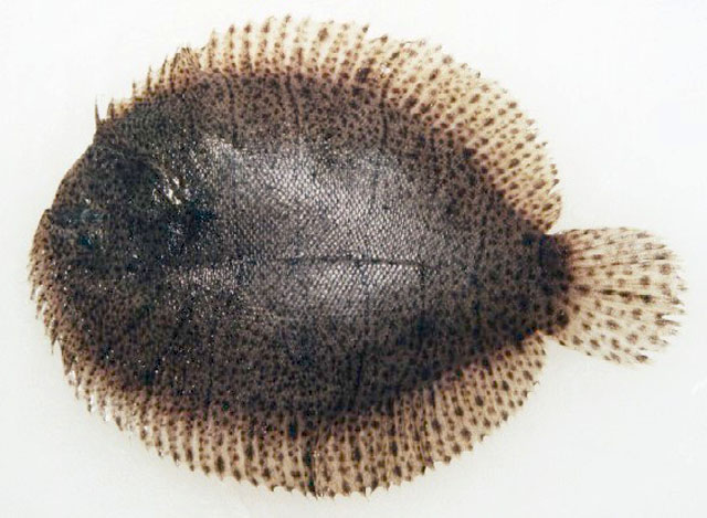 Achirus lineatus