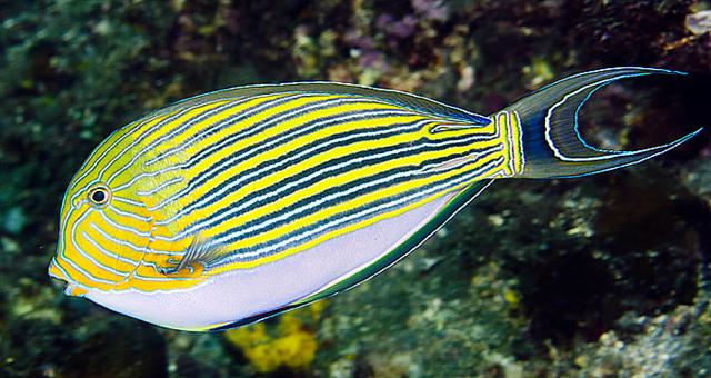 Acanthurus lineatus