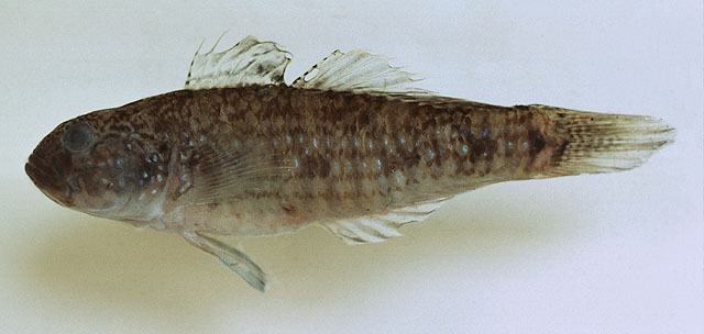 Acentrogobius madraspatensis