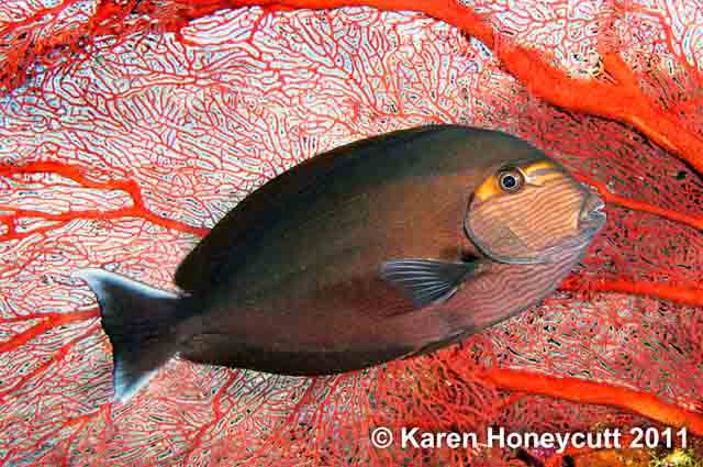 Acanthurus mata