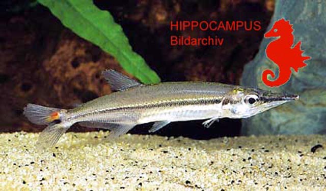 Acestrorhynchus nasutus