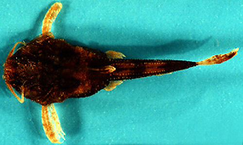 Acanthobunocephalus nicoi