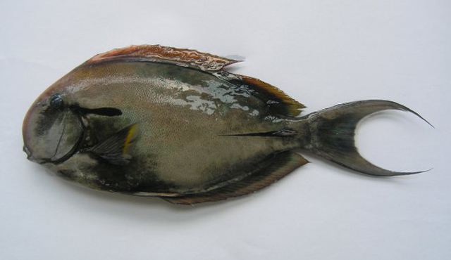 Acanthurus nigricauda