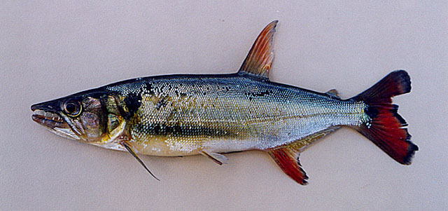 Acestrorhynchus pantaneiro